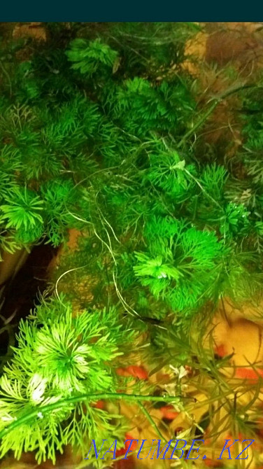 3-комнатная квартира Астана - изображение 1