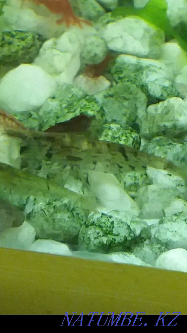 3-комнатная квартира Астана - изображение 4