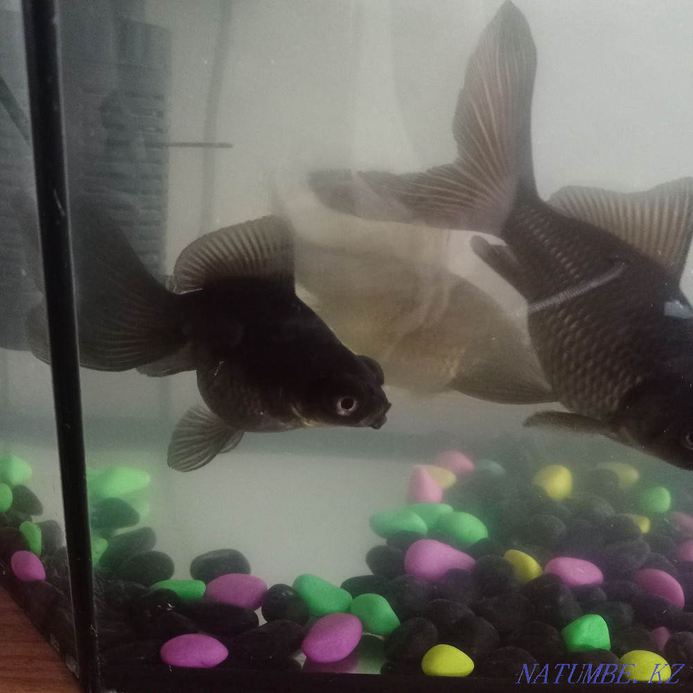 3-комнатная квартира Чапаево - изображение 2