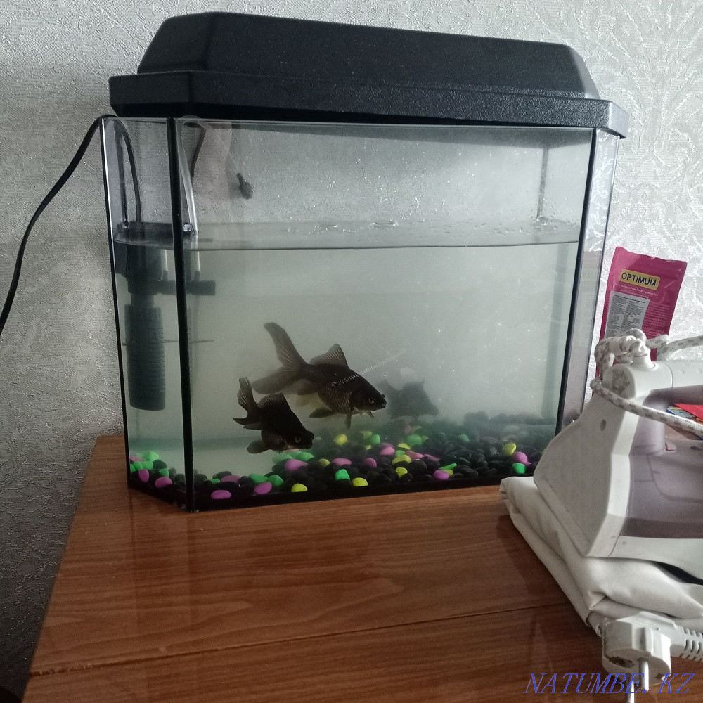 3-комнатная квартира Чапаево - изображение 1