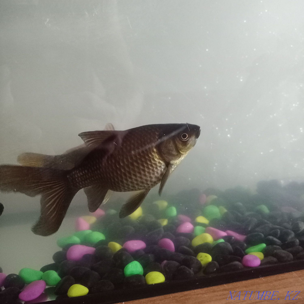 3-комнатная квартира Чапаево - изображение 3