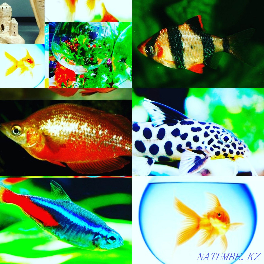 3-room apartment Almaty - photo 1