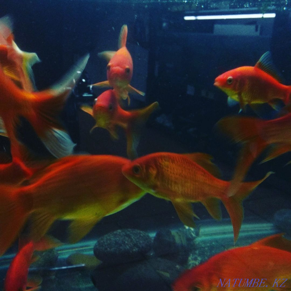 3-room apartment Almaty - photo 1