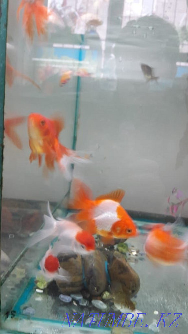 3-room apartment Almaty - photo 3