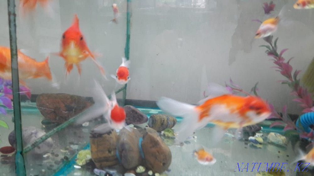 3-room apartment Almaty - photo 2