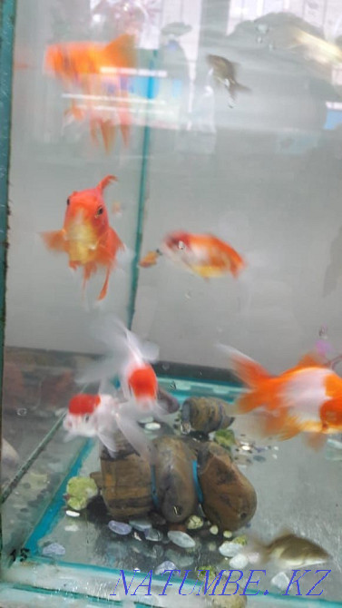 3-room apartment Almaty - photo 4