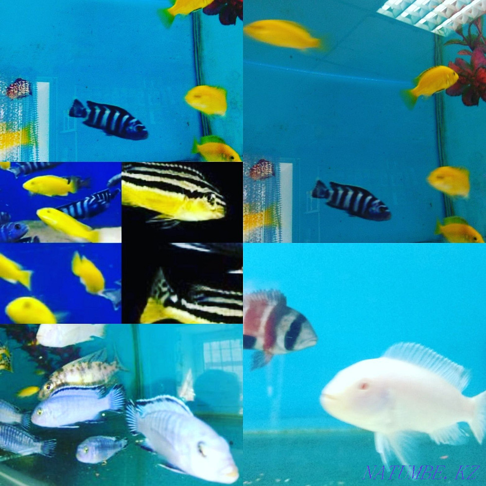 3-room apartment Almaty - photo 7