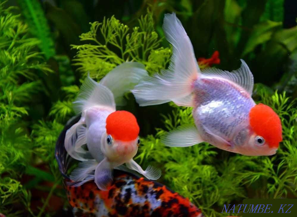 3-room apartment Ust-Kamenogorsk - photo 1