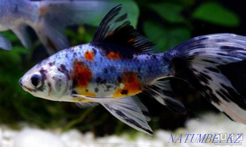 3-room apartment Ust-Kamenogorsk - photo 3