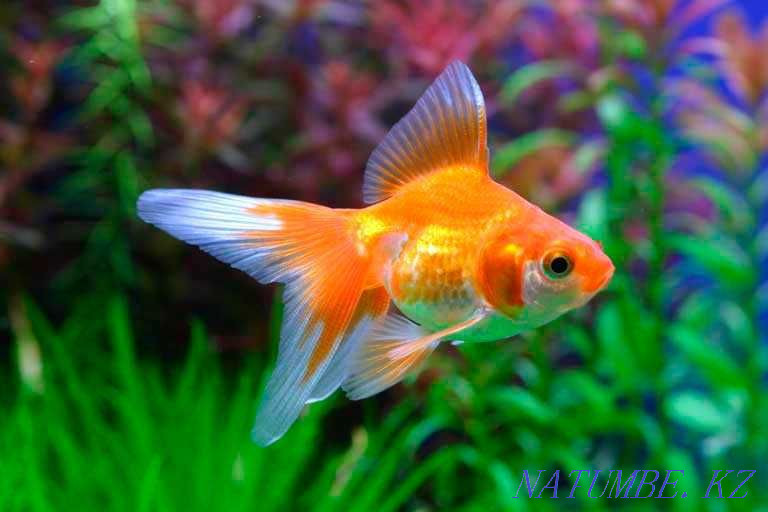 3-room apartment Ust-Kamenogorsk - photo 6