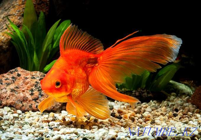 3-room apartment Ust-Kamenogorsk - photo 2