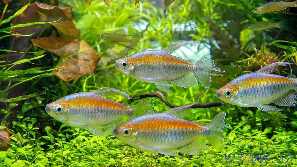 3-room apartment Astana - photo 6