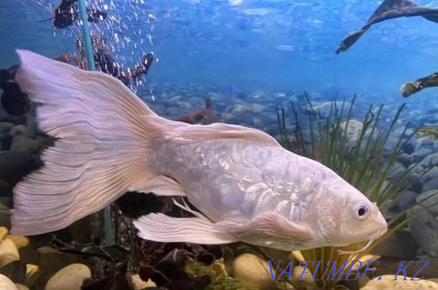 3-room apartment Astana - photo 8