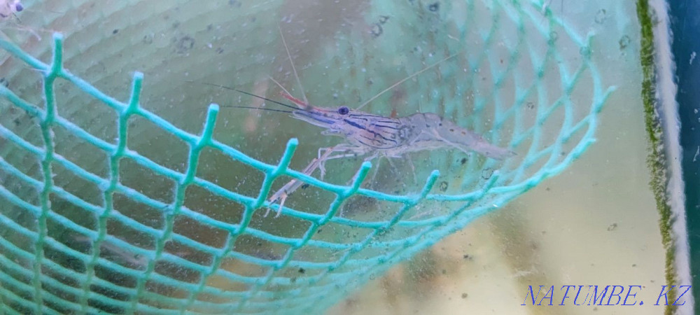 3-комнатная квартира Алматы - изображение 4