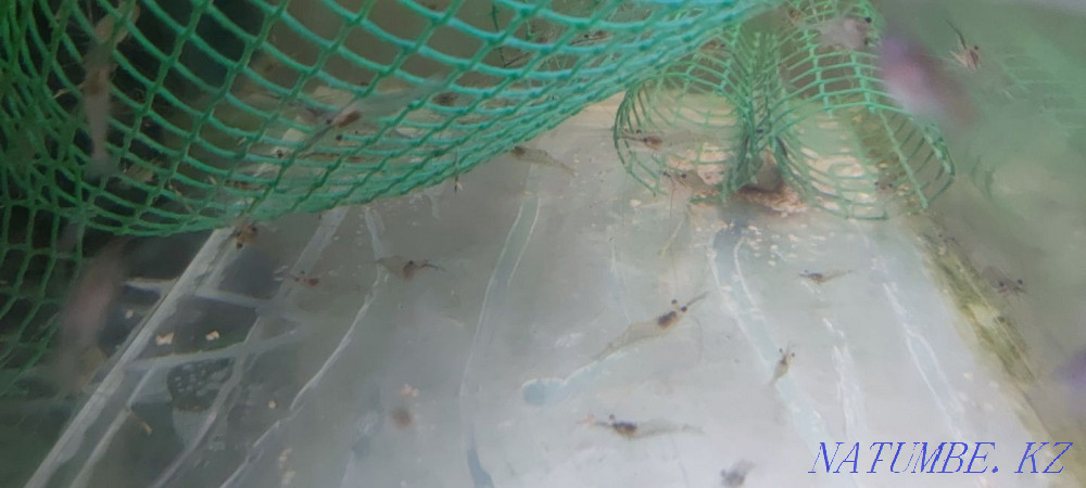 3-комнатная квартира Алматы - изображение 3