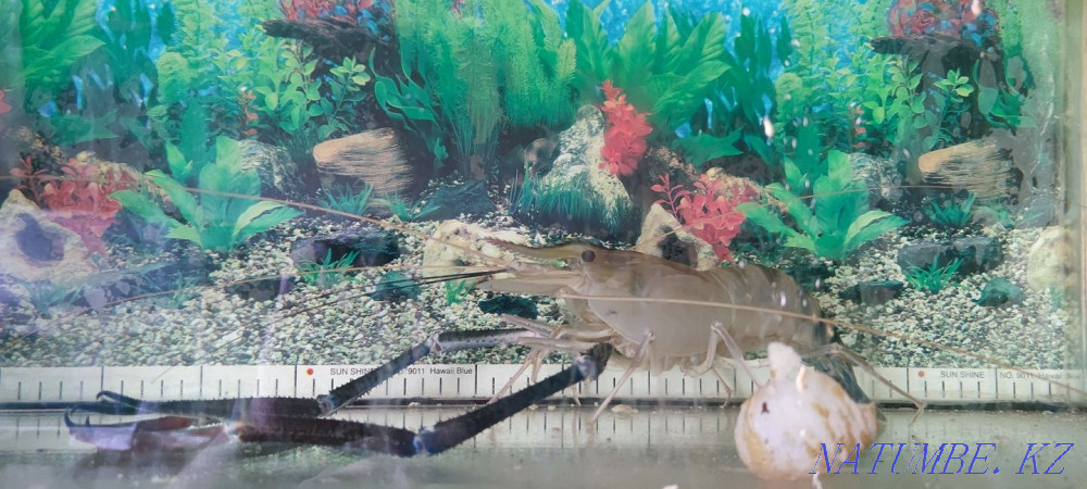 3-комнатная квартира Алматы - изображение 1