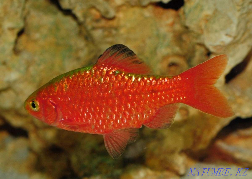 3 бөлмелі пәтер  Талдықорған - изображение 1