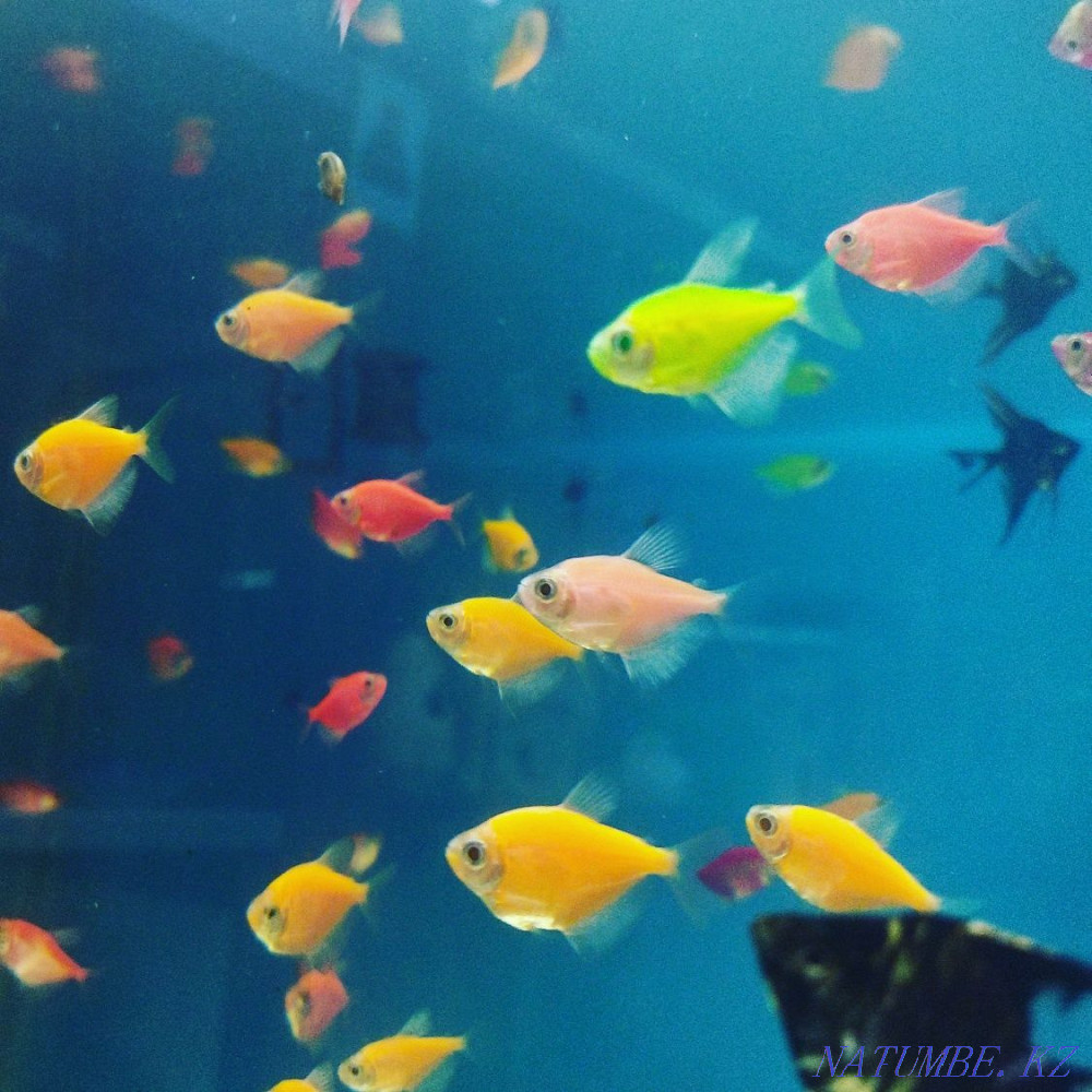 3-room apartment Almaty - photo 7