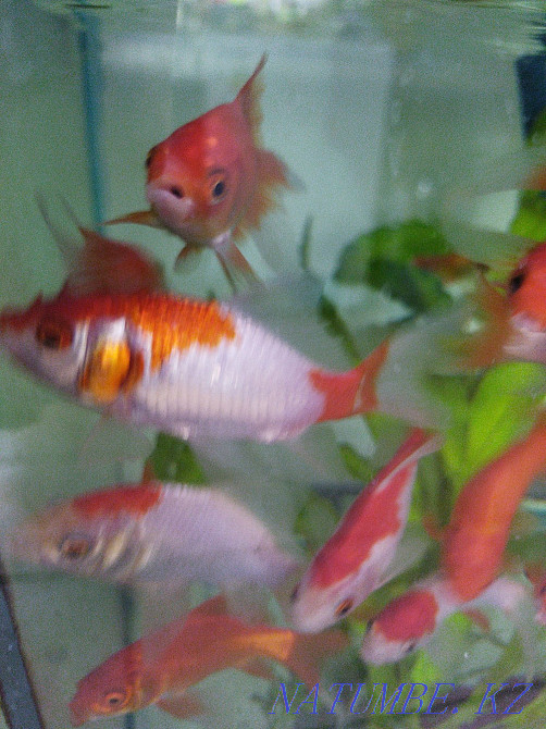 3-room apartment Almaty - photo 5