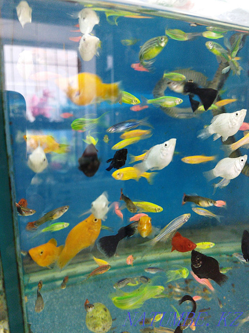 3-room apartment Almaty - photo 4