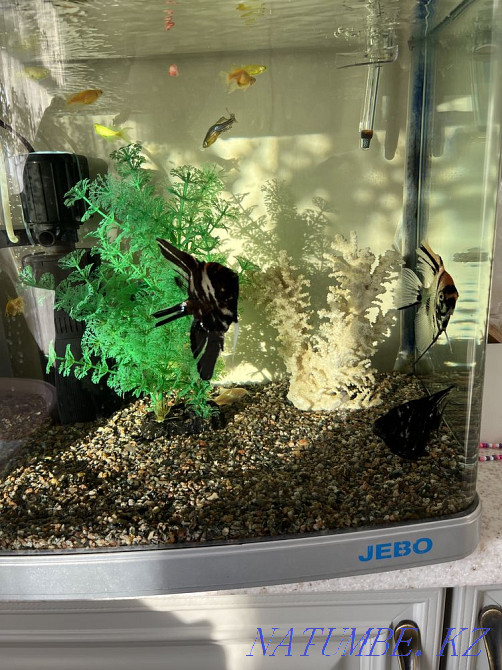 3-комнатная квартира Каменка - изображение 3