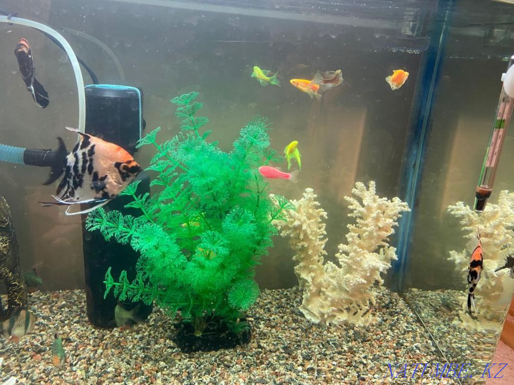 3-комнатная квартира Каменка - изображение 2