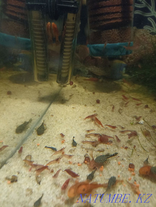 3-room apartment Semey - photo 2