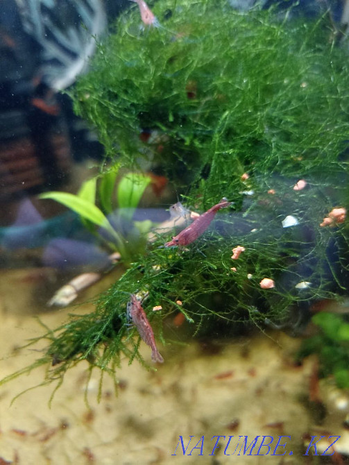 3-room apartment Semey - photo 1