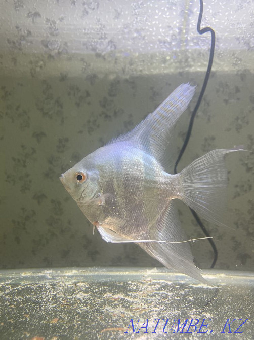 3-room apartment Zhanaozen - photo 3