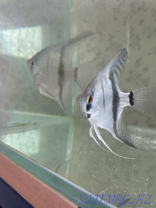 3-room apartment Zhanaozen - photo 4