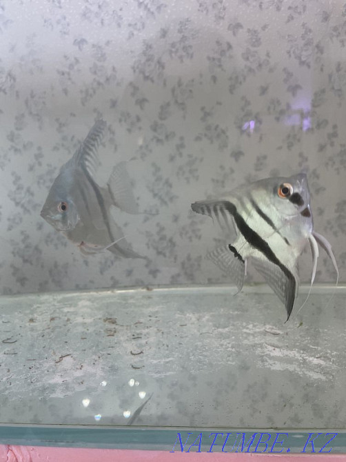 3-room apartment Zhanaozen - photo 1