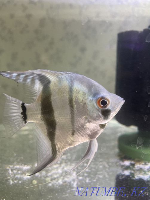 3-room apartment Zhanaozen - photo 2