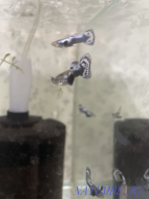 3-room apartment Zhanaozen - photo 2