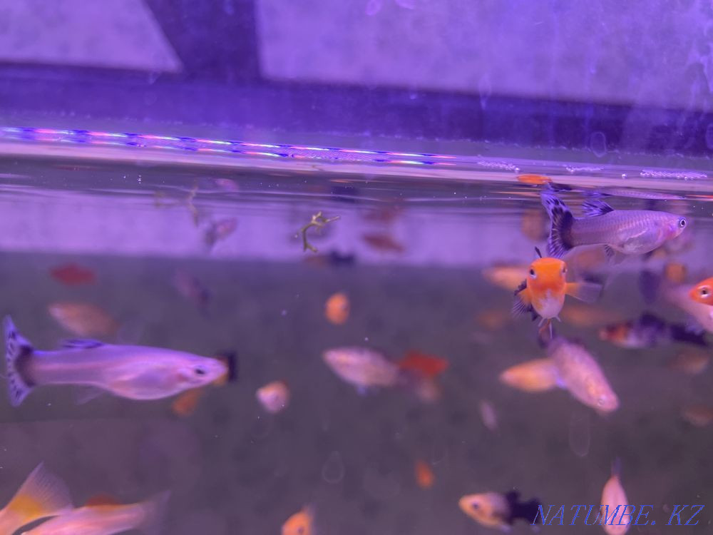 3-room apartment Zhanaozen - photo 3