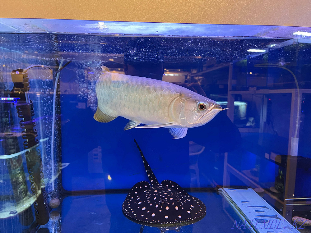 3-комнатная квартира Алматы - изображение 2