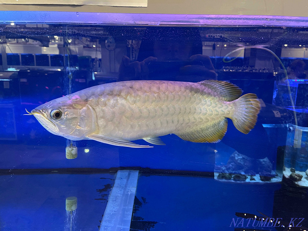 3-комнатная квартира Алматы - изображение 3