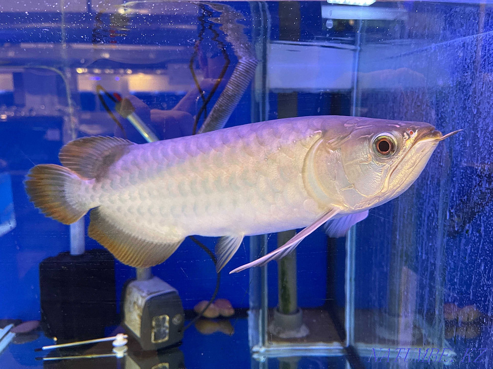 3-комнатная квартира Алматы - изображение 1