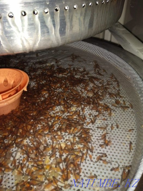 3-комнатная квартира Алматы - изображение 3