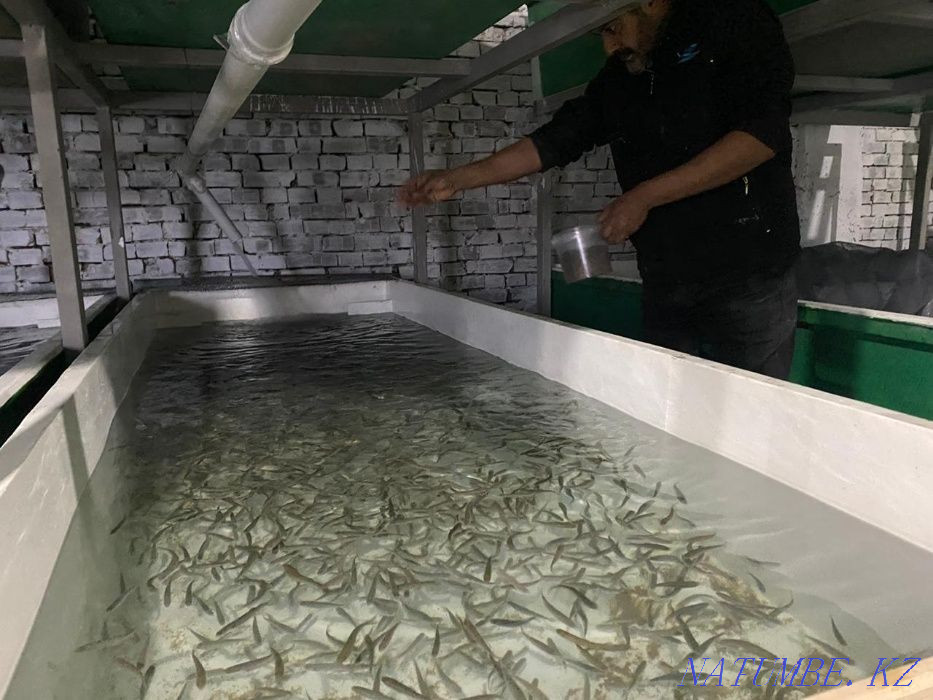 3-комнатная квартира Алматы - изображение 2