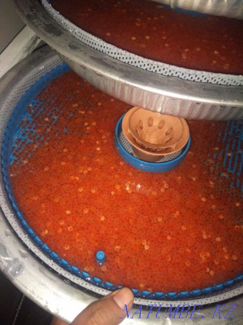 3-комнатная квартира Алматы - изображение 5