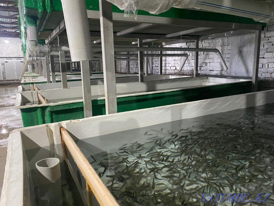 3-комнатная квартира Алматы - изображение 1