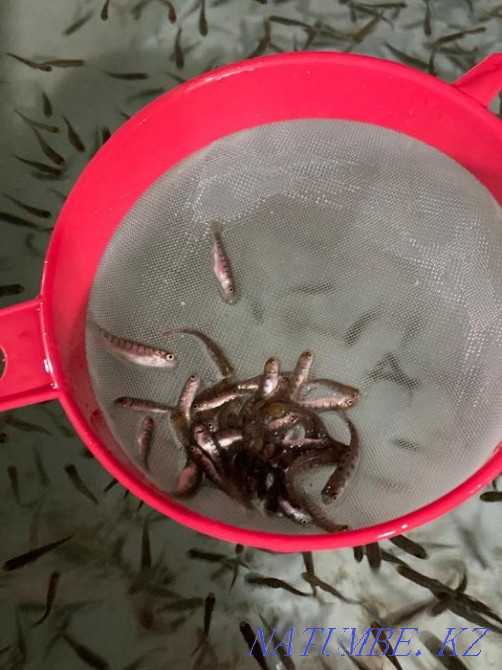 3-комнатная квартира Алматы - изображение 4