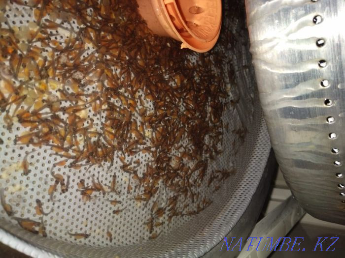 3-комнатная квартира Алматы - изображение 6