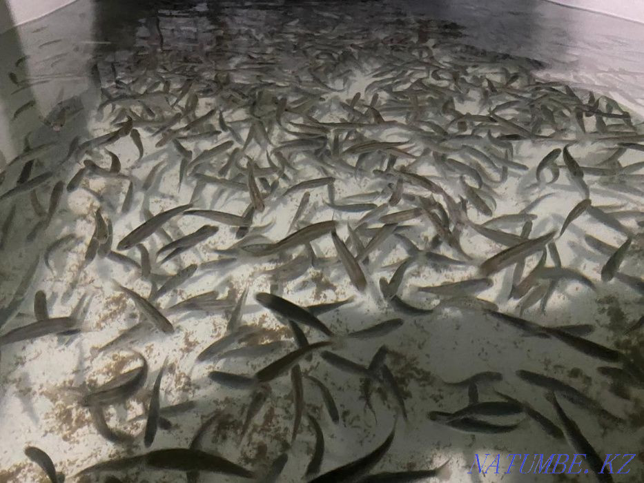 3-комнатная квартира Алматы - изображение 8