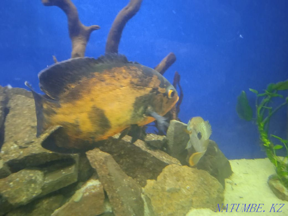 3-комнатная квартира Алматы - изображение 1