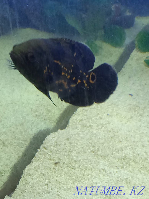 3-комнатная квартира Алматы - изображение 3