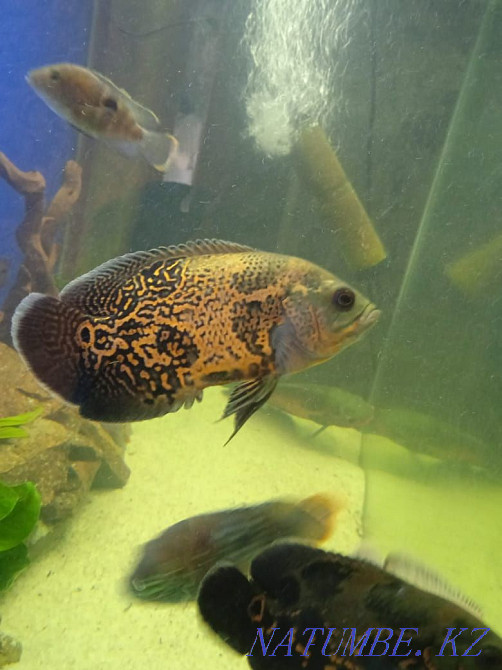 3-комнатная квартира Алматы - изображение 2