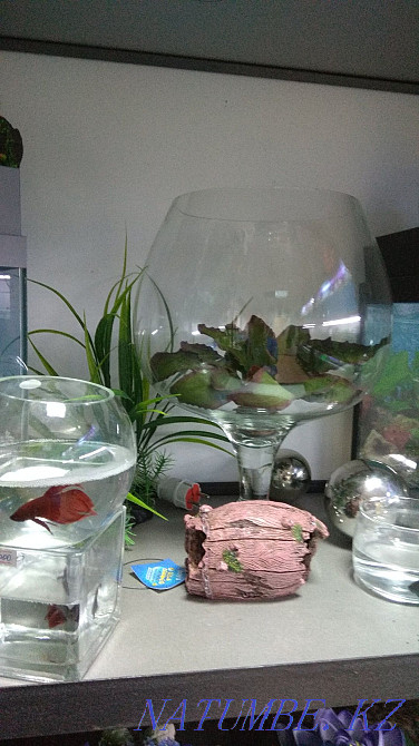 3-room apartment Almaty - photo 1