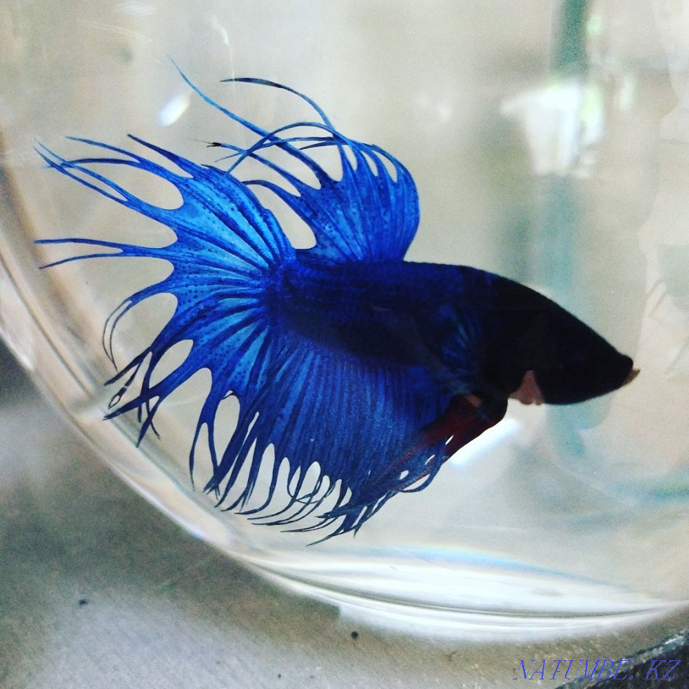 3-room apartment Almaty - photo 7