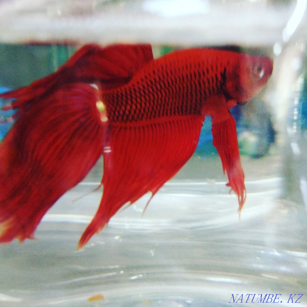 3-room apartment Almaty - photo 6